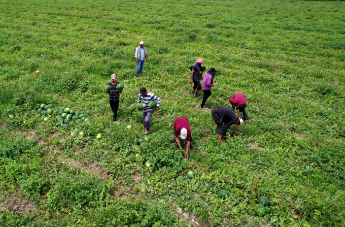 Adana’da turfanda karpuz hasadı başladı