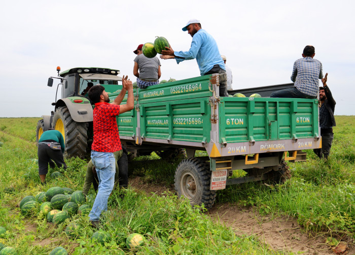 Adana’da turfanda karpuz hasadı başladı