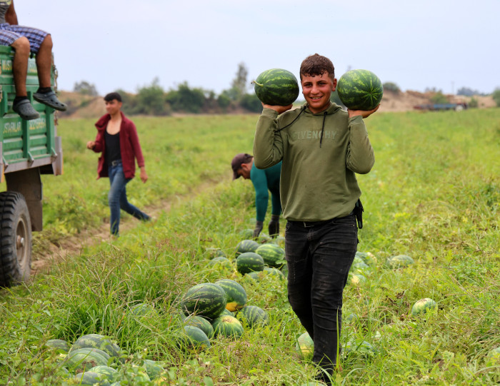Adana’da turfanda karpuz hasadı başladı