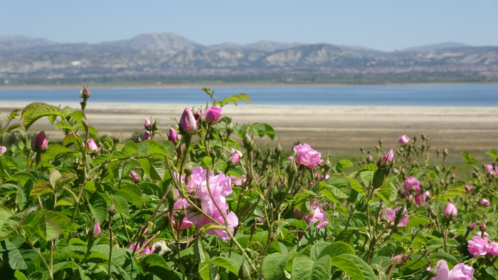 Gül kokulu bahçelerde hasat erken başladı
