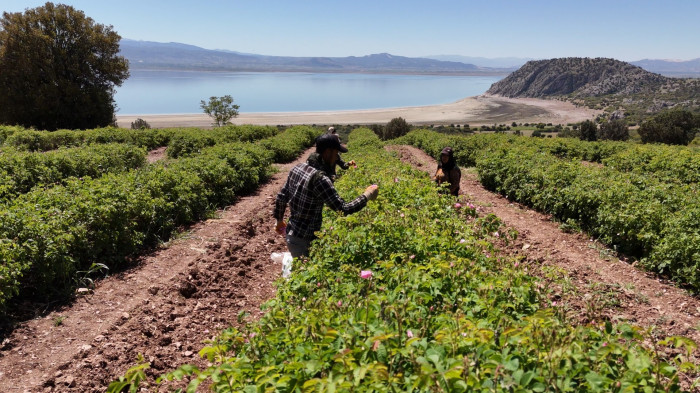 Gül kokulu bahçelerde hasat erken başladı