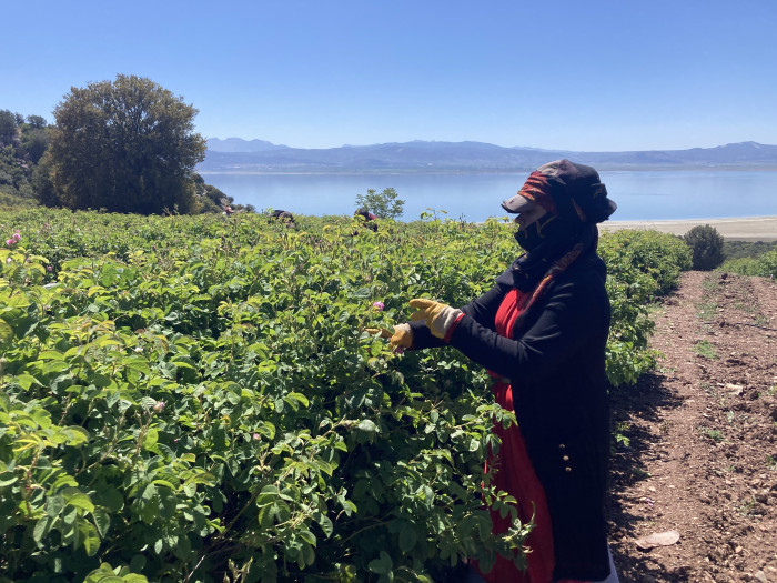 Gül kokulu bahçelerde hasat erken başladı