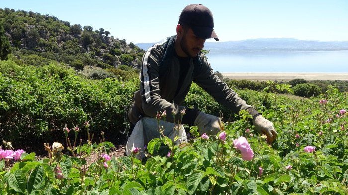 Gül kokulu bahçelerde hasat erken başladı