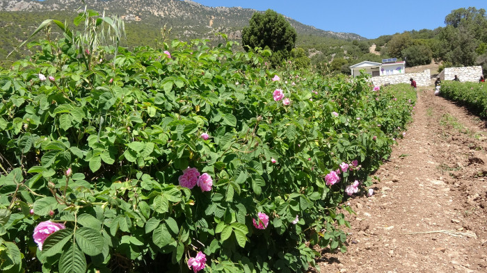 Gül kokulu bahçelerde hasat erken başladı