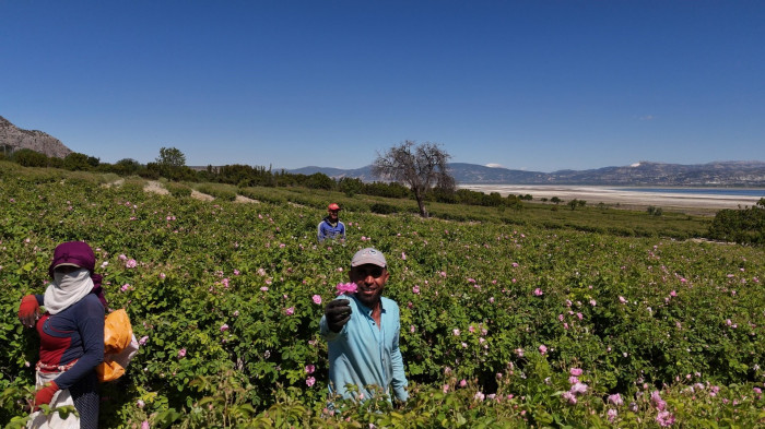 Gül kokulu bahçelerde hasat erken başladı