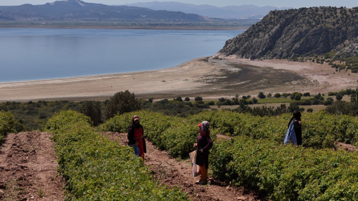 Gül kokulu bahçelerde hasat erken başladı