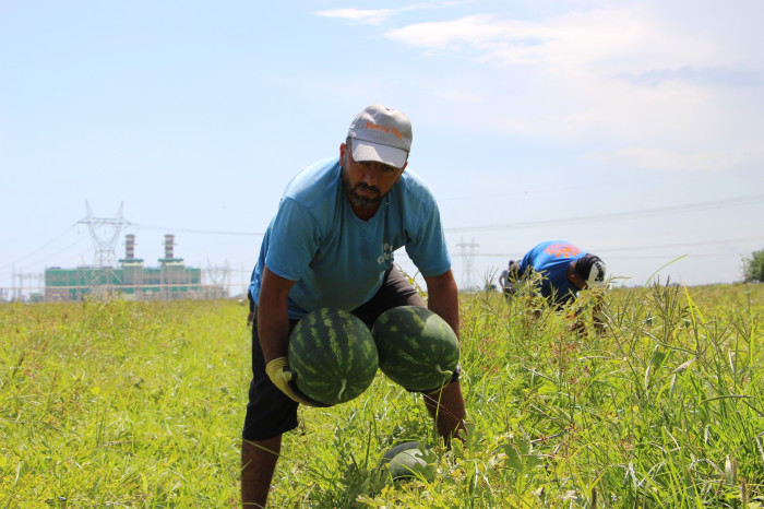 Yurt dışına ihraç edilen erkenci karpuz, depremzede çiftçinin yüzünü güldürdü