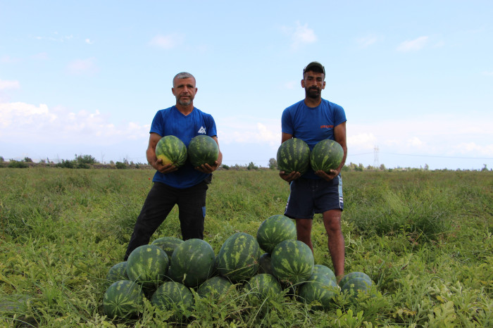 Yurt dışına ihraç edilen erkenci karpuz, depremzede çiftçinin yüzünü güldürdü