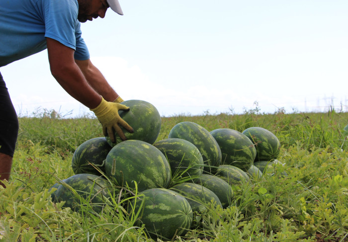 Yurt dışına ihraç edilen erkenci karpuz, depremzede çiftçinin yüzünü güldürdü