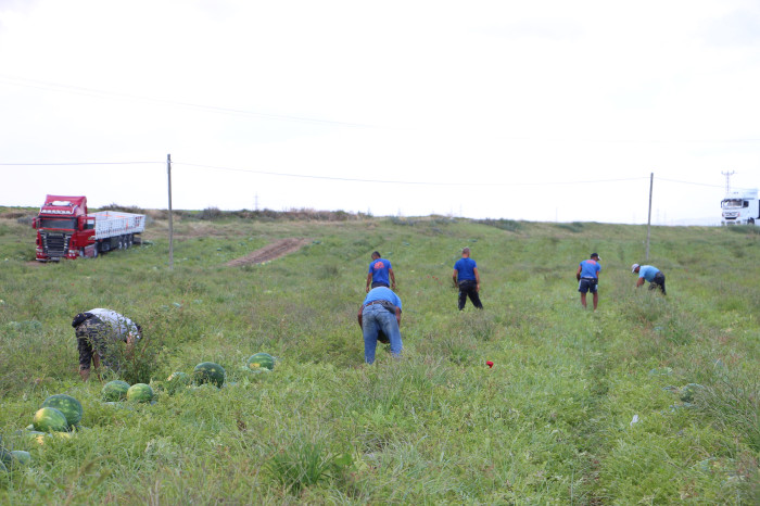 Yurt dışına ihraç edilen erkenci karpuz, depremzede çiftçinin yüzünü güldürdü