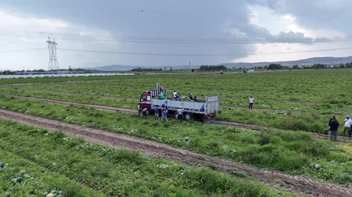 Yurt dışına ihraç edilen erkenci karpuz, depremzede çiftçinin yüzünü güldürdü