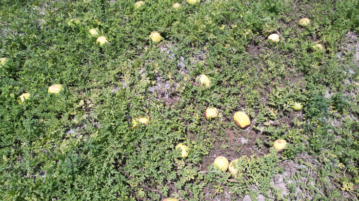 Aşırı sıcak kavun, karpuz, biber ve domatesleri yaktı