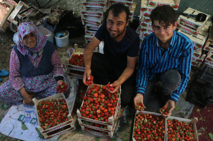 Türkiye'nin en güneyinde bereketli hasat, 40 derece sıcakta serinlemek için litrelerce su tüketiyorlar