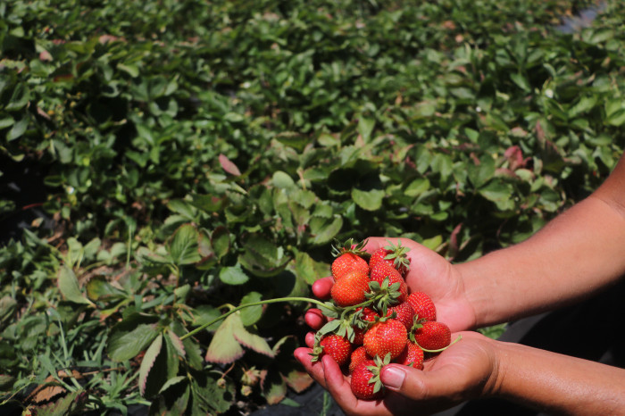 Türkiye'nin en güneyinde bereketli hasat, 40 derece sıcakta serinlemek için litrelerce su tüketiyorlar