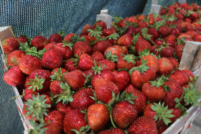Türkiye'nin en güneyinde bereketli hasat, 40 derece sıcakta serinlemek için litrelerce su tüketiyorlar