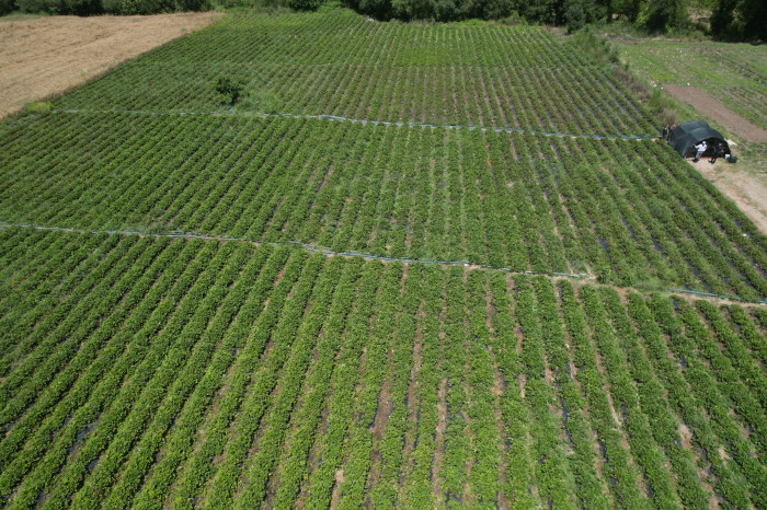 Türkiye'nin en güneyinde bereketli hasat, 40 derece sıcakta serinlemek için litrelerce su tüketiyorlar