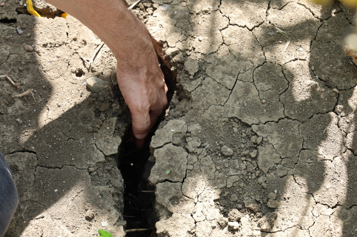 Sıcak toprağı çatlattı, ayçiçekleri erken kurudu