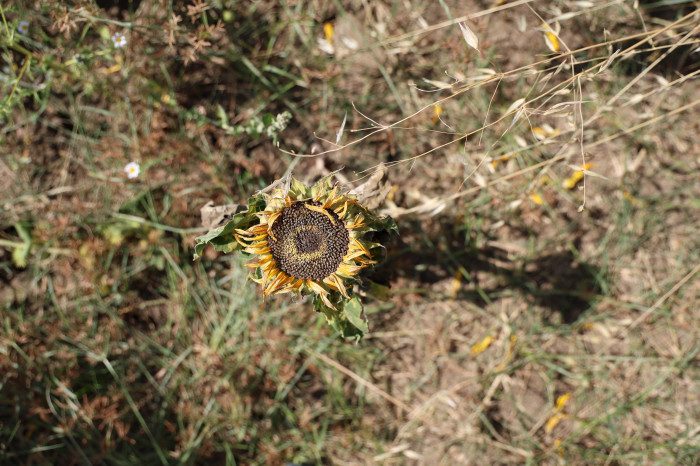 Sıcak toprağı çatlattı, ayçiçekleri erken kurudu