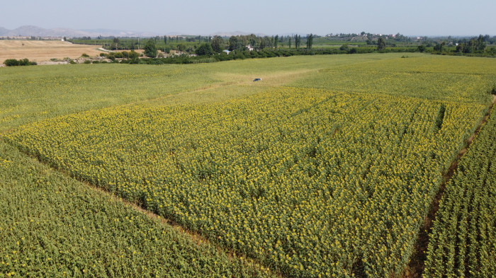 Sıcak toprağı çatlattı, ayçiçekleri erken kurudu