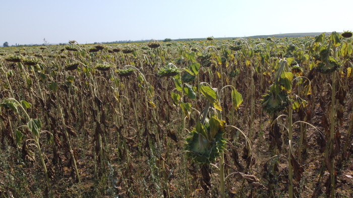 Sıcak toprağı çatlattı, ayçiçekleri erken kurudu
