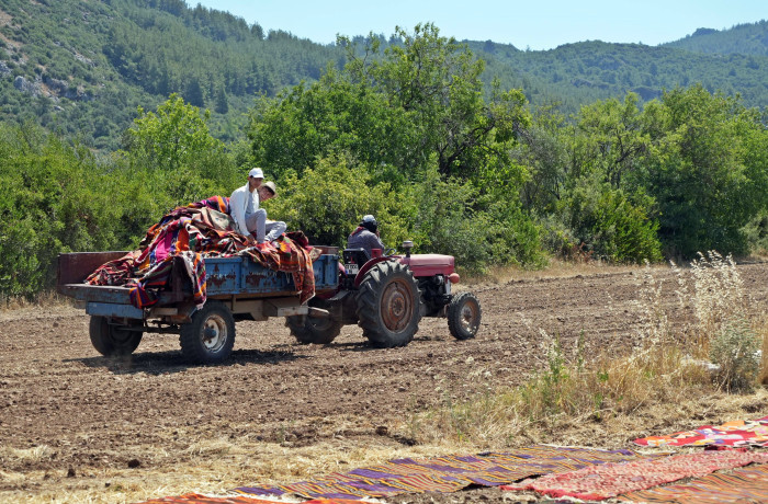 ABD'deki binlerce halı meraklısının gözü bu tarlada