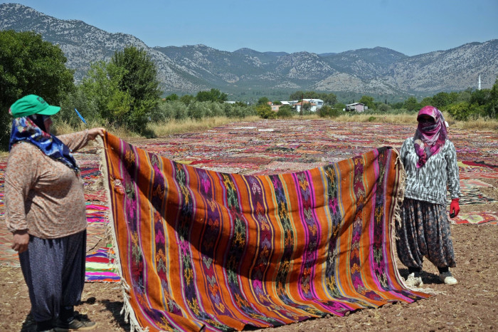 ABD'deki binlerce halı meraklısının gözü bu tarlada