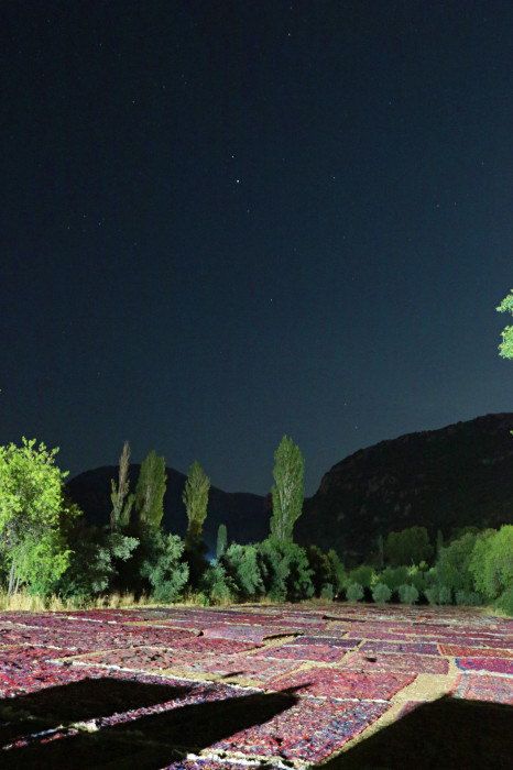 Tarlada milyonluk halı nöbeti: Güneş batınca başlıyor, doğunca bitiriyorlar