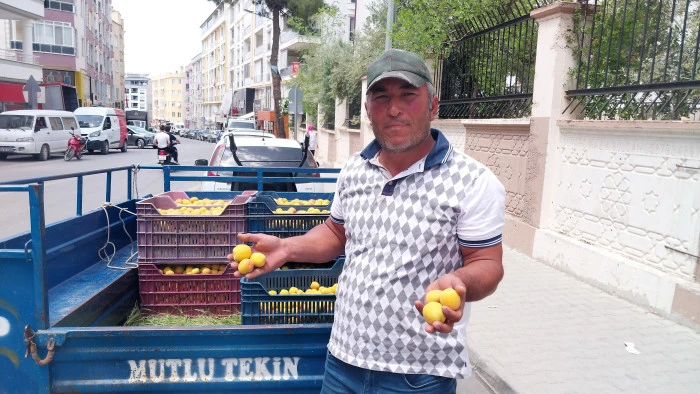 Kayısıda ilk hasat yapıldı: 500 TL’den alıcı buldu