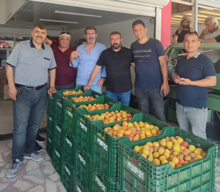 Kayısıda ilk hasat yapıldı: 500 TL’den alıcı buldu