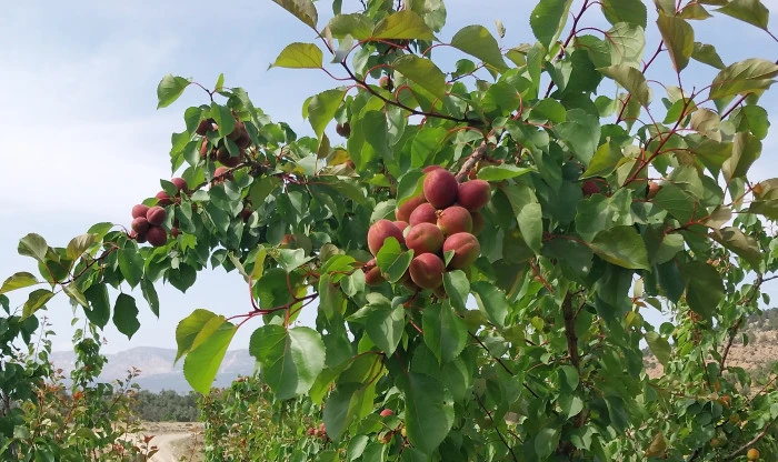Kayısıda ilk hasat yapıldı: 500 TL’den alıcı buldu