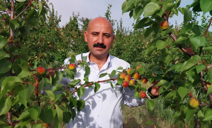 Kayısıda ilk hasat yapıldı: 500 TL’den alıcı buldu