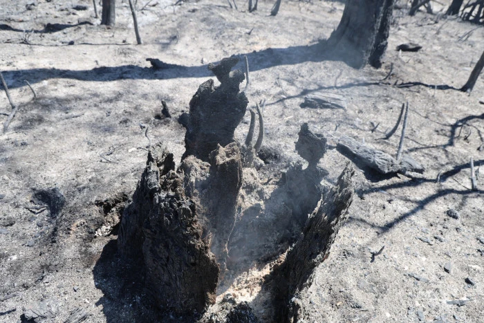 Adana'da 14 saatte 250 hektar orman yandı, acı bilanço havadan görüntülendi