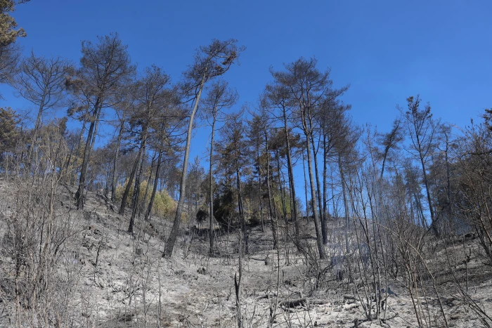 Adana'da 14 saatte 250 hektar orman yandı, acı bilanço havadan görüntülendi