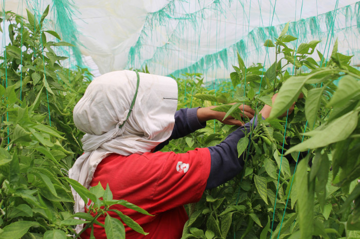 Hem Sıcaklıklar Hem Fiyatlar Arttı