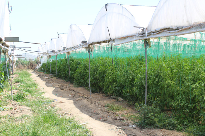 Hem Sıcaklıklar Hem Fiyatlar Arttı