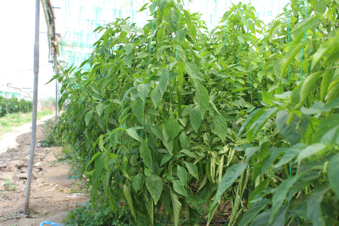 Hem Sıcaklıklar Hem Fiyatlar Arttı