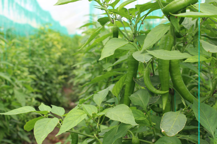 Hem Sıcaklıklar Hem Fiyatlar Arttı