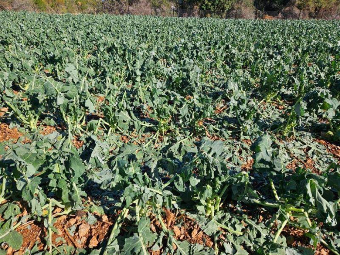 ERDEMLİ'DE HASAR TESPİT ÇALIŞMALARI DEVAM EDİYOR