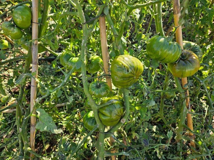 ERDEMLİ'DE HASAR TESPİT ÇALIŞMALARI DEVAM EDİYOR