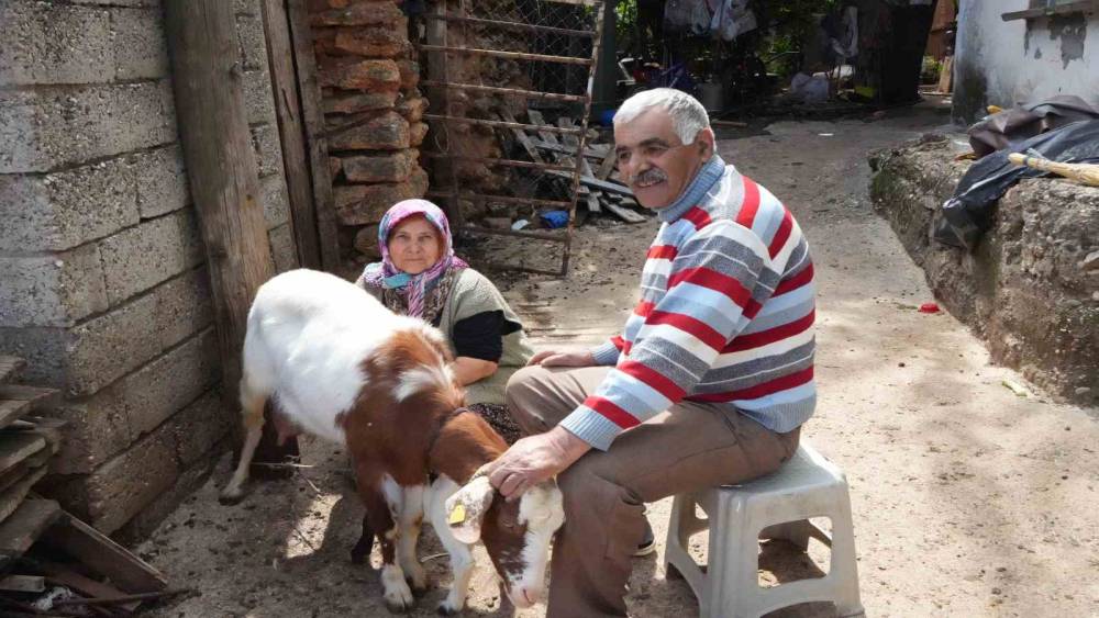 Ke&ccedil;ileriyle &ouml;m&uuml;r ge&ccedil;irdiler, şikayetle yıkıldılar: "Uykularımız ka&ccedil;tı"