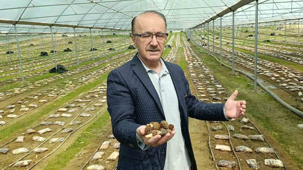 Antalyalı ziraat m&uuml;hendisi serada kuzug&ouml;beği mantarı &uuml;retimine başladı