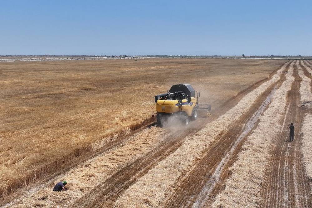 Konya'da susuz tarımla yetişen yerli buğdayın hasadı yapıldı