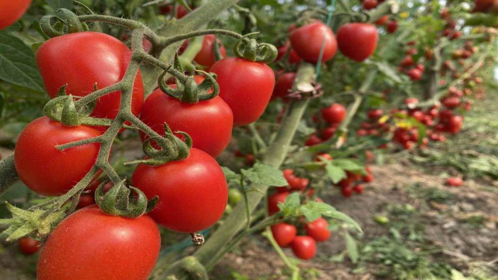 Antalya Ticaret Borsası, aralık ayı hal endeksini a&ccedil;ıkladı: "Meyvede fiyat arttı, sebzede geriledi"