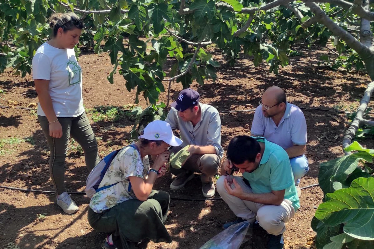 Bursa Mudanya'da incir üreticilerine kırmızı örümcek uyarısı