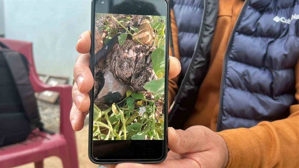 Merhametli çiftçi, yılların emeğine kemirerek zarar veren tavşanları 