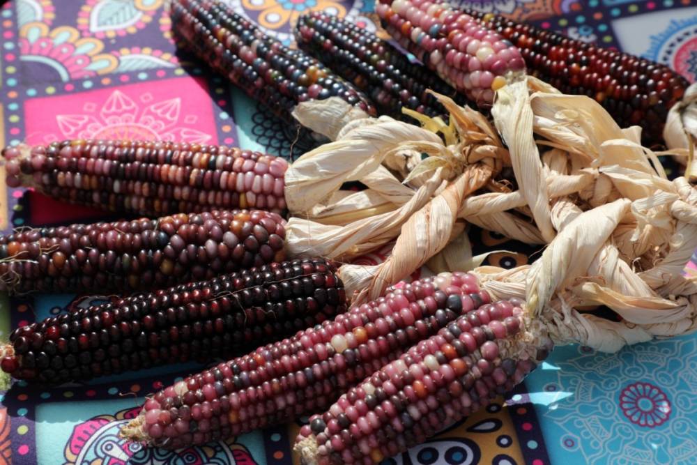 Bodrum Tohum Takas Şenliği gerçekleşti