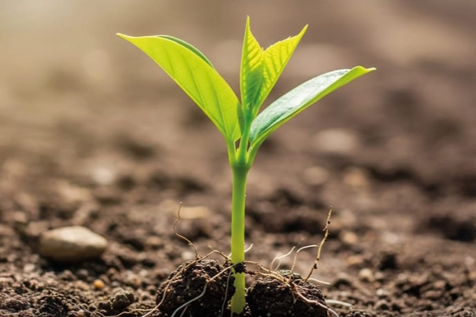 BUSADER’den ağaçlandırma hamlesi: 50 bin fidan için kollar sıvandı
