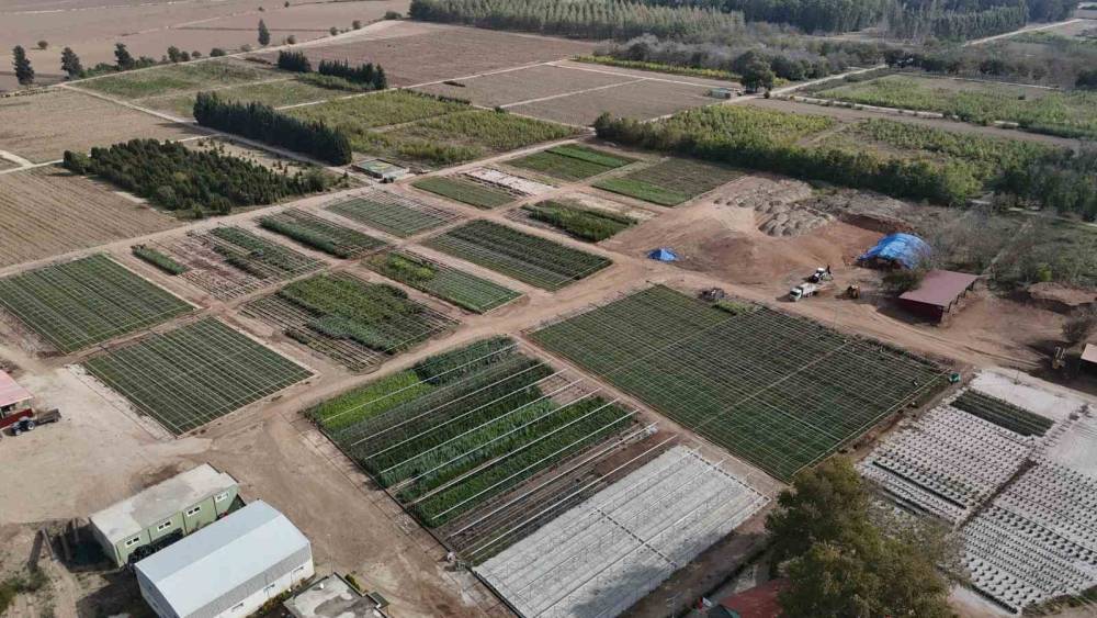 Yanan ormanlar üretilen milyonlarca fidanla yeşerecek