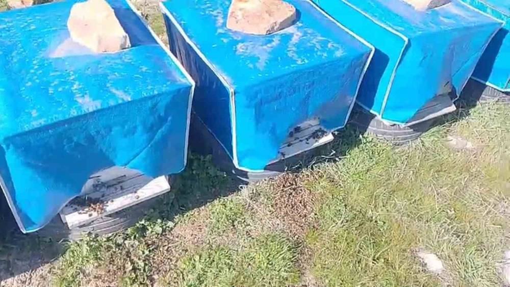Mersin&rsquo;de zamansız zirai ila&ccedil;lama arıların &ouml;l&uuml;m&uuml;ne sebep oldu