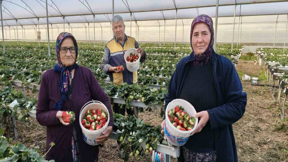 Silifke&rsquo;de &ouml;rt&uuml; altı &ccedil;ilekte bahar hasadı: Kilosu 140 ile 160 TL arasında
